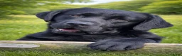 Labrador Retriever dogs for sale: Labrador Pups KC Reg.  - Advert 10
