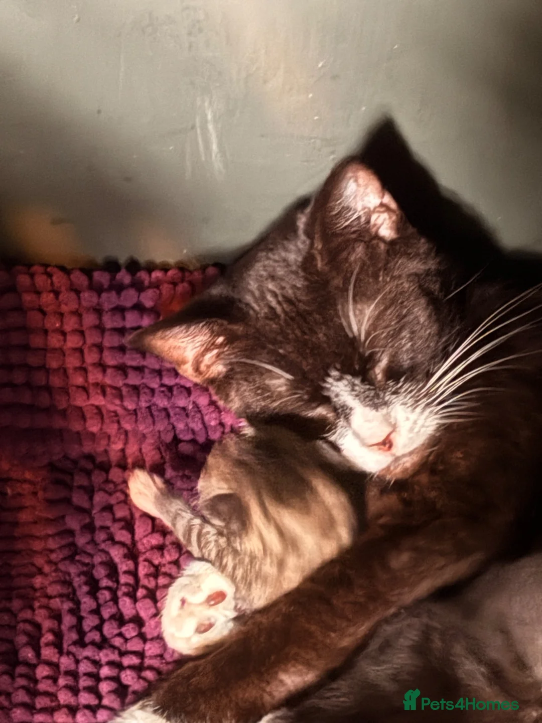 Mixed Breed cats for sale: 2 Tabby kittens for sale - Advert 22