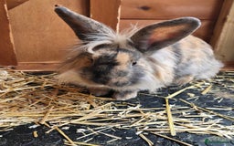 Continental Giant rabbits for sale: Giant continenetal × dwarf lop  - Image 2