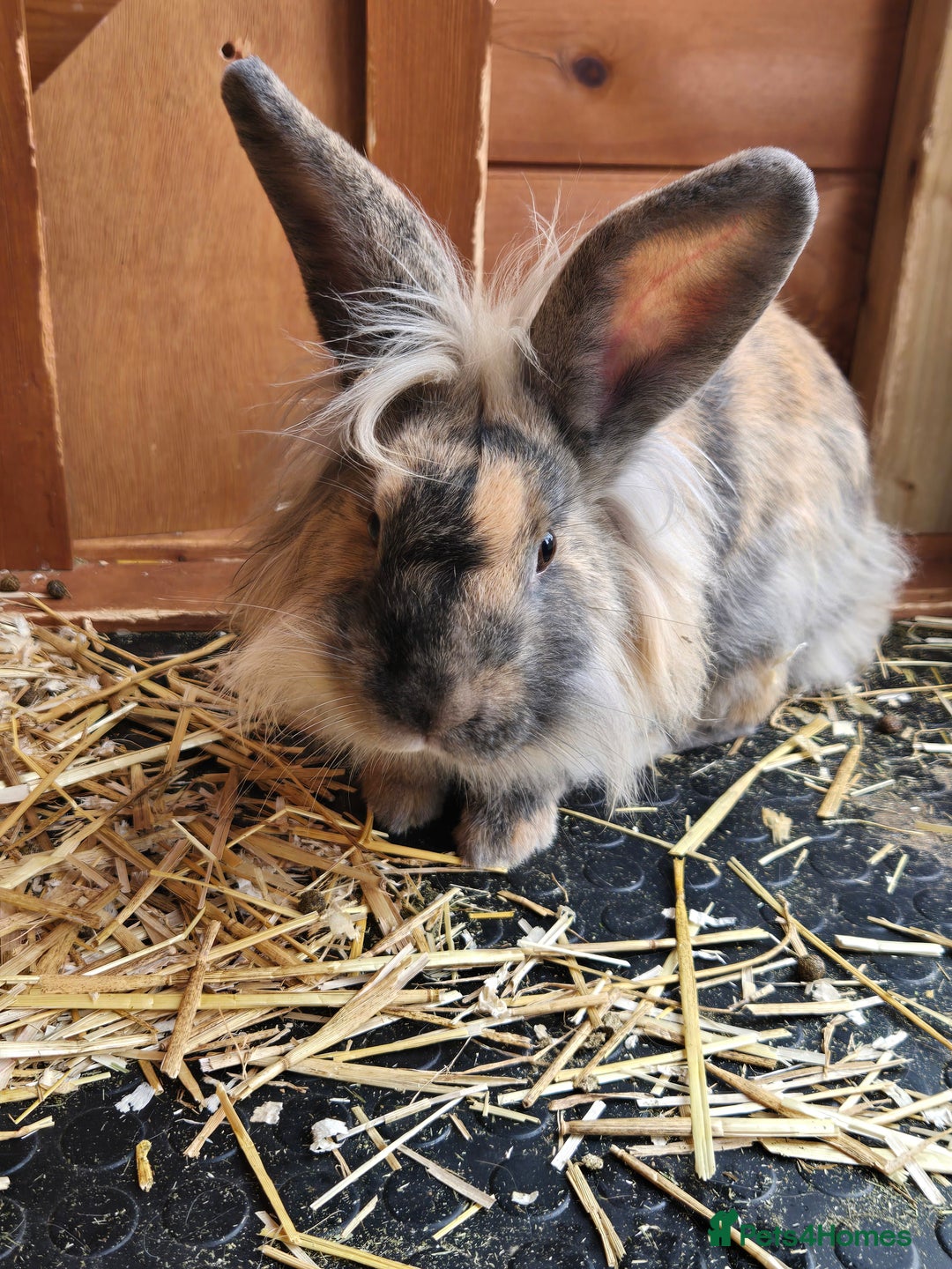 Continental Giant rabbits for sale: Giant continenetal × dwarf lop  - Image 2