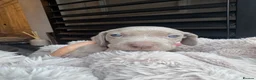 Weimaraner dogs for sale: 7 Weimaraner pups for sale ! - Advert 36