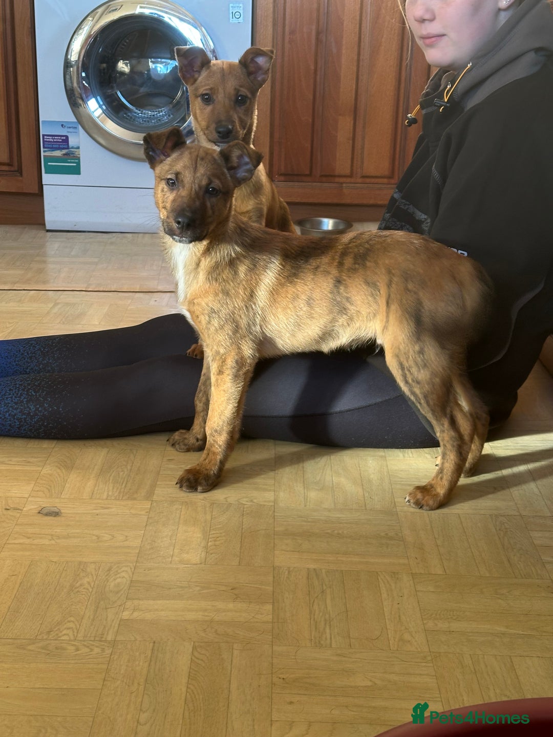 Mixed Breed dogs for sale: Kelpie x Collie puppies - Advert 6