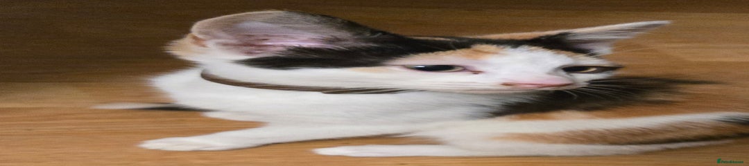 Mixed Breed Kitten 3