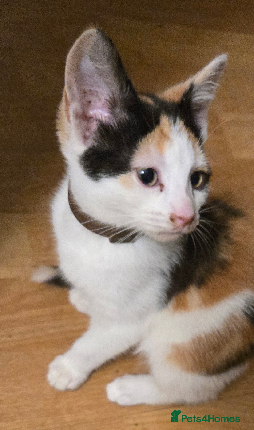 Mixed Breed cats for sale: 3 beautiful kittens - Image 16