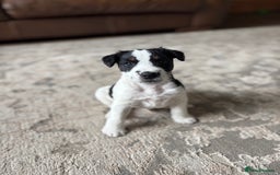 Parson Russell dogs for sale: Male Parson Russell  - Image 3