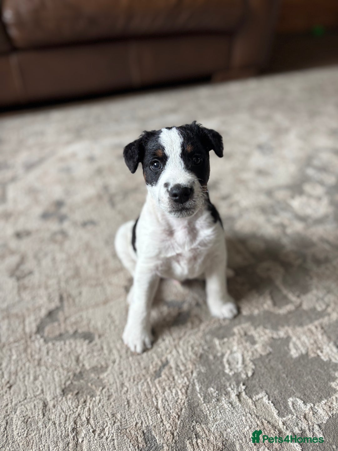 Parson Russell dogs for sale: Male Parson Russell  - Image 3