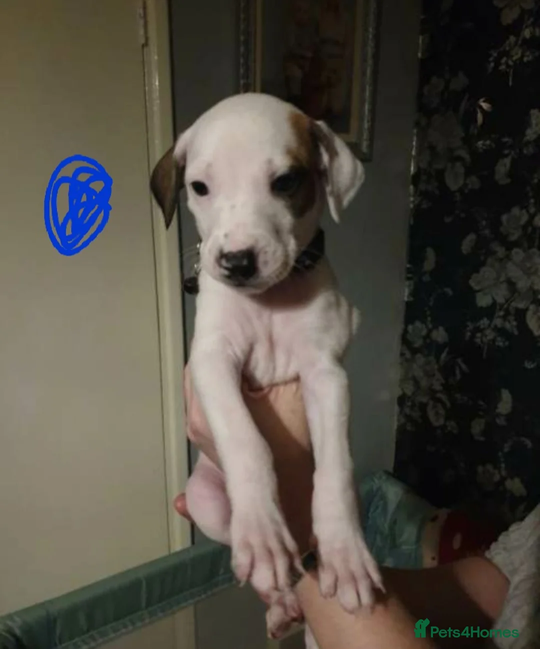 Mixed Breed dogs for sale: 10 puppies 5 girls 5 boys  - Advert 6