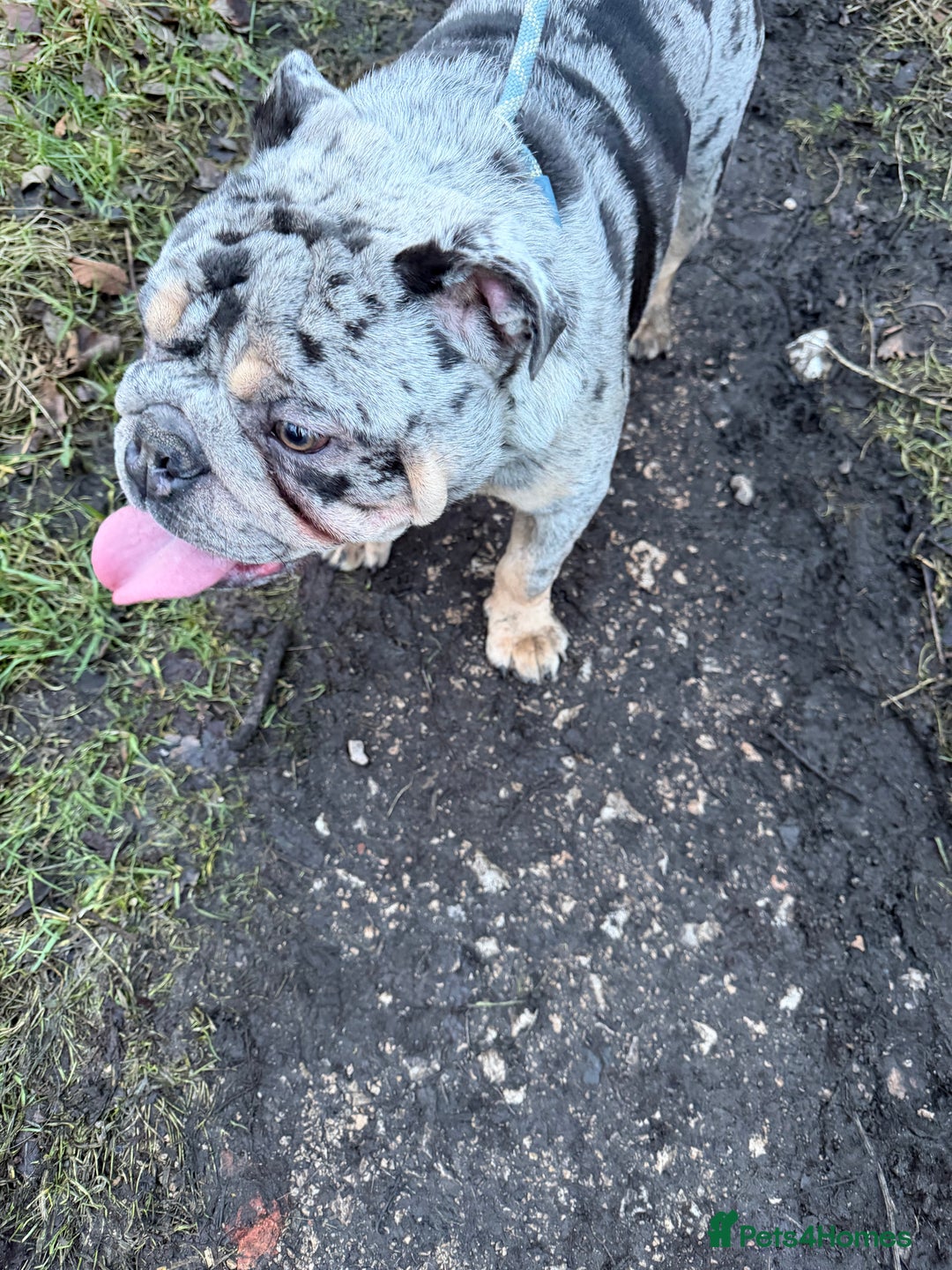 English Bulldog dogs for sale: 10 month old male merle english bulldog for sale  - Advert 2