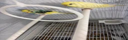 Budgerigars birds for sale: Pair of beautiful hand tamed budgies  in Bolton - Advert 5