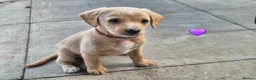 Labradoodle dogs for sale: Labradoodle pups for sale  - Advert 12
