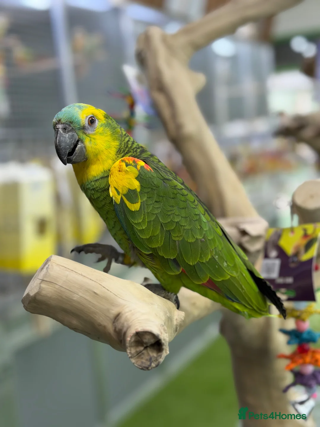 Parrots birds for sale: Blue front Amazon  - Advert 2