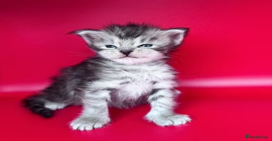 Maine Coon cats - Advert 10