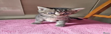 Bengal 1