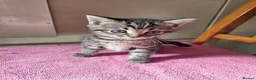 Bengal cats for sale: Lovely Bengal X kittens - Advert 4