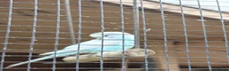 Budgerigars birds for sale: Pretty baby budgies for sale. - Advert 6