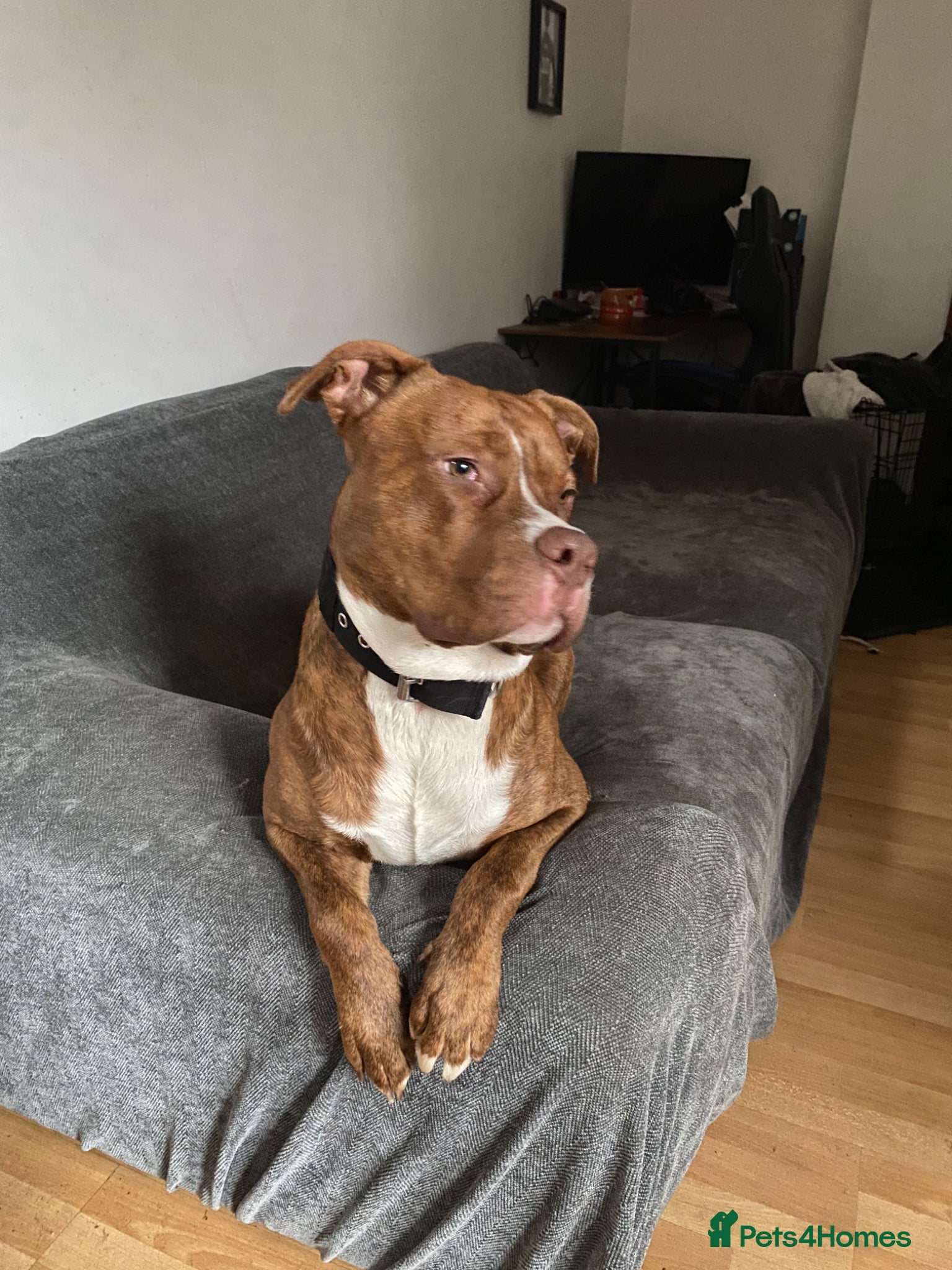 Mixed Breed dogs Staffy/Mastiff Cross - Advert 1