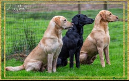 Labrador Retriever dogs for sale: 9 KC Registered Fox Red Labrador Puppies  - Image 12