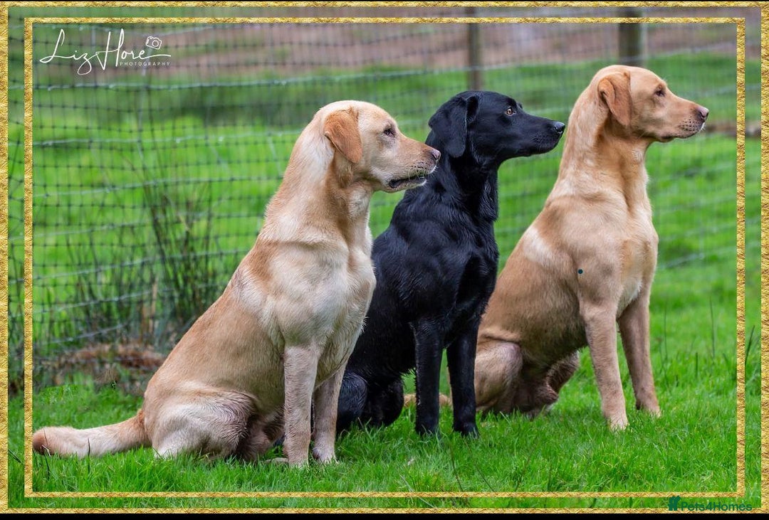 Labrador Retriever dogs for sale: 9 KC Registered Fox Red Labrador Puppies  - Image 12