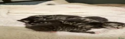 Mixed Breed cats for sale: Stunning tabby kittens  - Advert 17