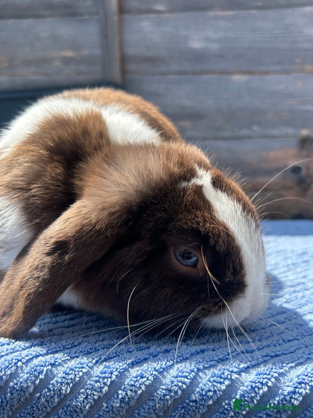 Mini Lop rabbits for sale: Chocolate Split Mini Lop - Image 3