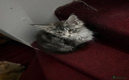 Maine Coon cats for sale: Maine Coon Kittens in Greenford - Image 24