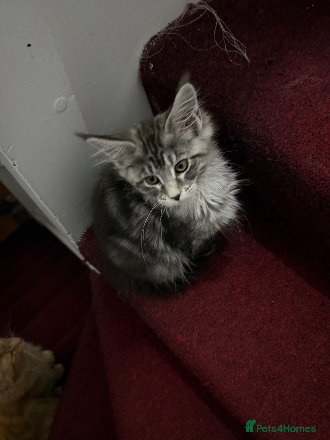Maine Coon cats for sale: Maine Coon Kittens in Greenford - Image 24