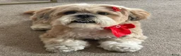 Lhasa Apso dogs for sale: Stormy  in London - Advert 21
