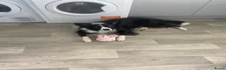 Border Collie dogs for sale: Maggie in Stoke-on-Trent - Advert 7