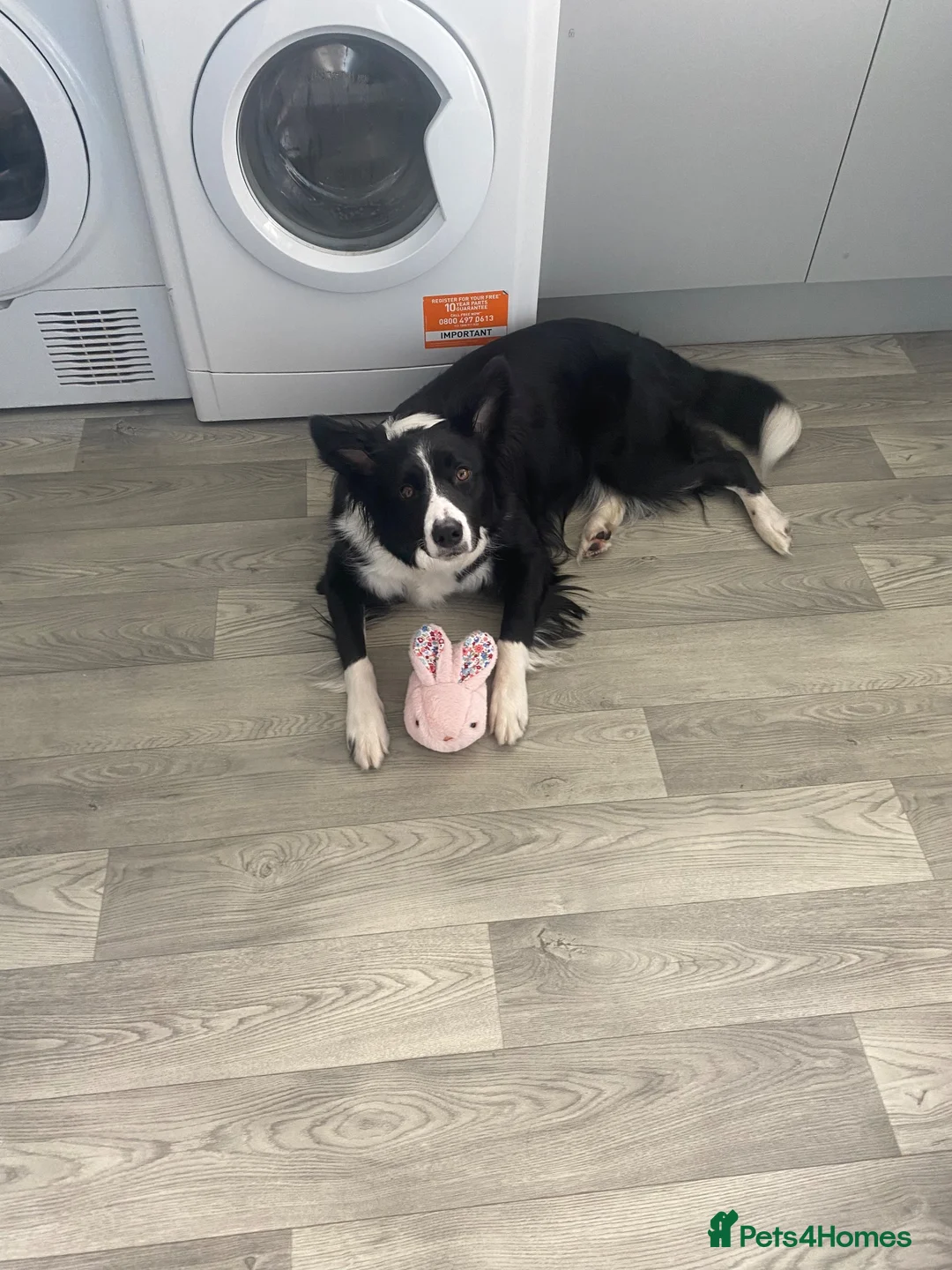Border Collie dogs for sale: Maggie in Stoke-on-Trent - Advert 7