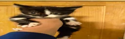 Mixed Breed cats for sale: ⭐ Eye Catching striking kittens ⭐ - Advert 2
