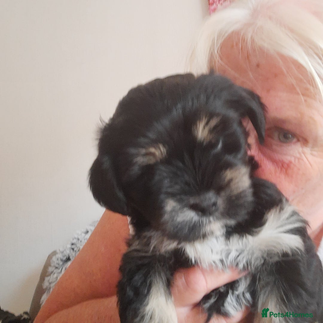 Lhasa Apso dogs for sale: Rare 5* Kyi-Leo Puppies ready for loving homes NOW - Image 13
