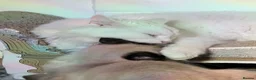 Mixed Breed cats for sale: Beautiful Bonded Pair of Cats(Must Go Together) - Advert 11