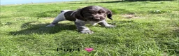 Cocker Spaniel dogs for sale: Cocker Spaniel puppies  in Orkney - Advert 11