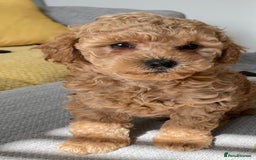 Toy Poodle dogs for sale: Toy poodles arriving soon  - Image 8