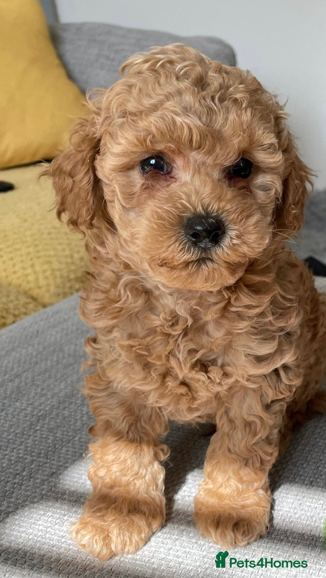 Toy Poodle dogs for sale: Toy poodles arriving soon  - Image 8