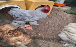 Chickens poultry for sale: Pekin Bantum Lavender Rooster - Image 7