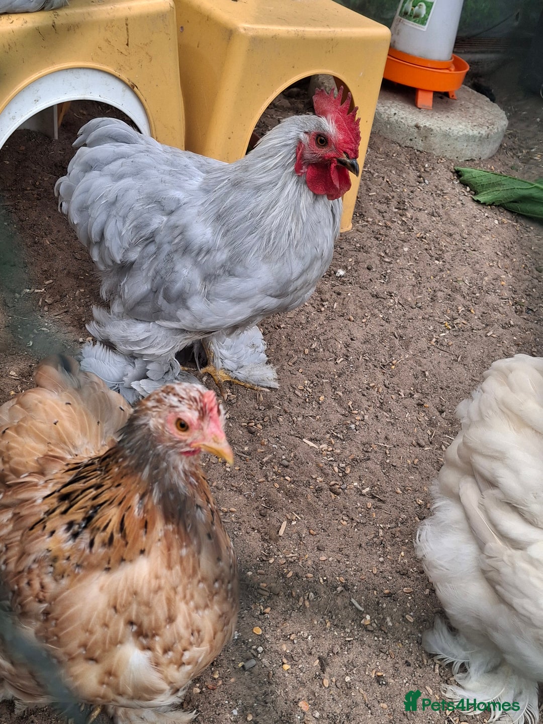 Chickens poultry for sale: Pekin Bantum Lavender Rooster - Image 7