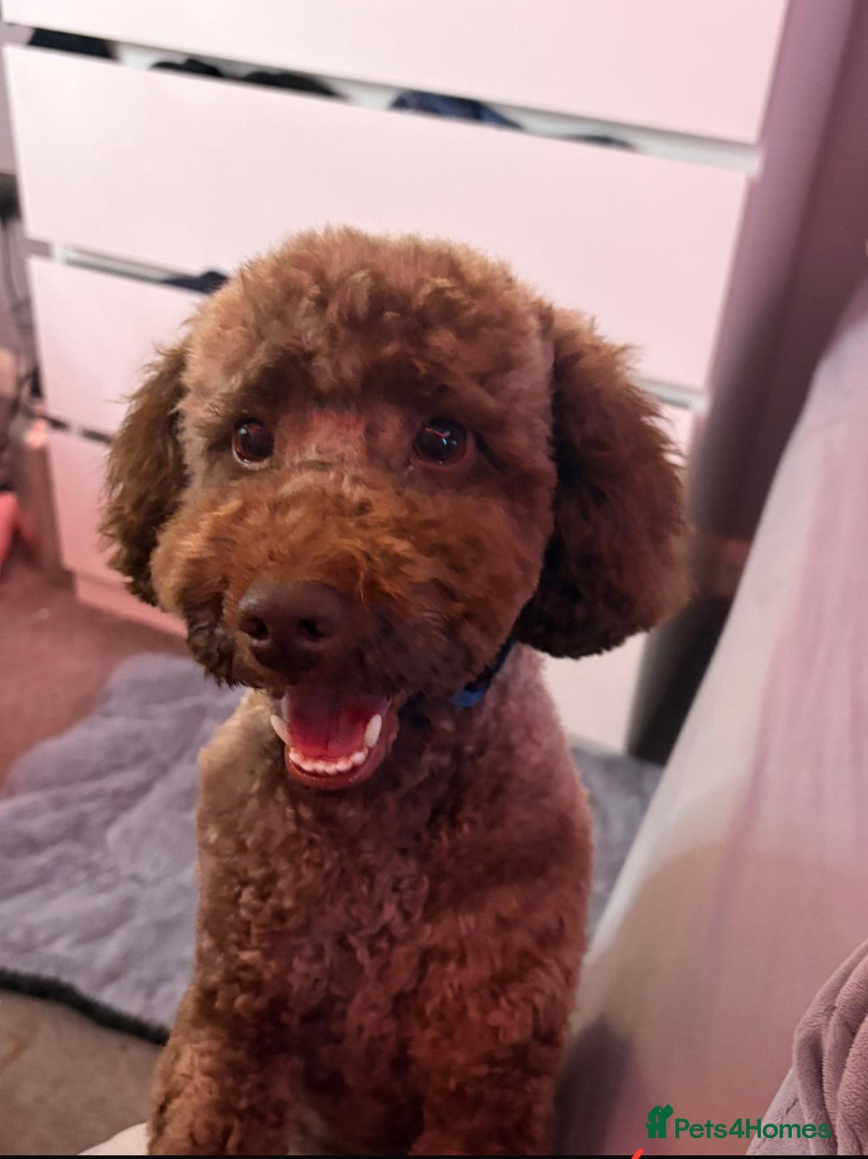 Miniature Poodle dogs GORGEOUS CHOCOLATE MINIATURE POODLE FOR STUD 💙🐩 - Advert 6