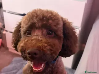 Miniature Poodle dogs GORGEOUS CHOCOLATE MINIATURE POODLE FOR STUD 💙🐩 - Advert 6