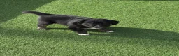 Mixed Breed dogs for sale: Beautiful puppies  in Tranent - Advert 10