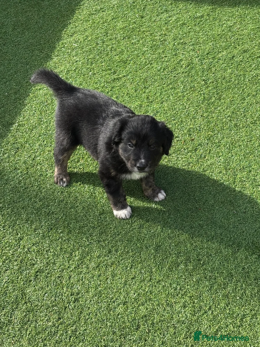 Mixed Breed dogs for sale: Beautiful puppies  in Tranent - Advert 10