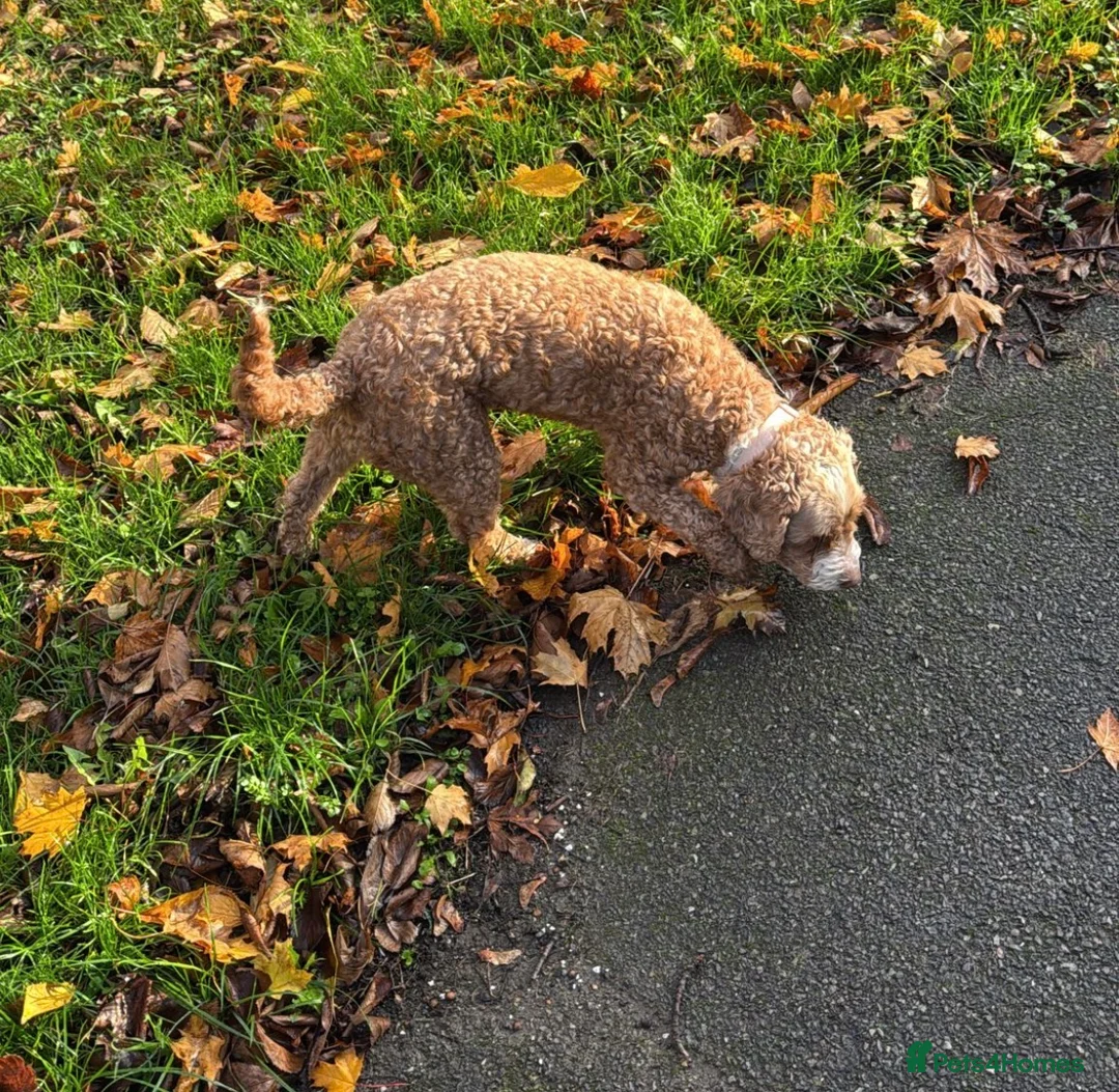 Cockapoo dogs for sale: ❤️ Luna - 8 year old female dog ❤️ - Advert 3