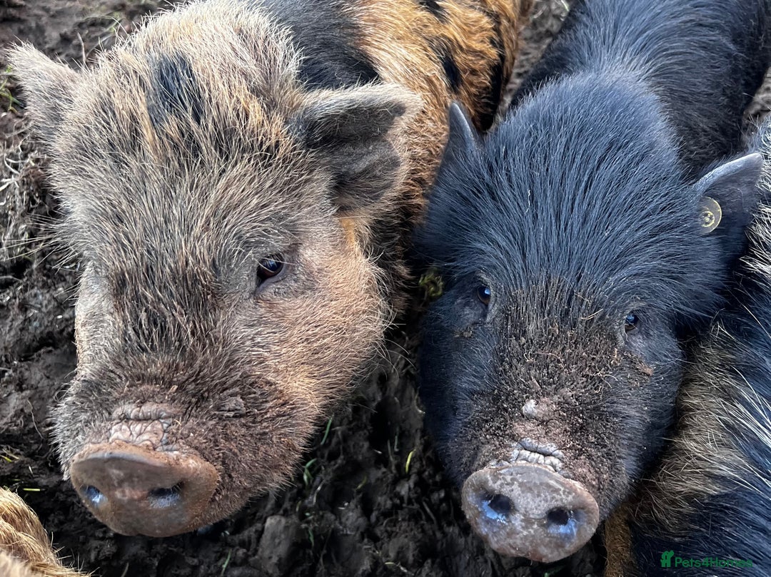 Pig livestock for sale: Kune kune cross boars, gilt and sow - Advert 3