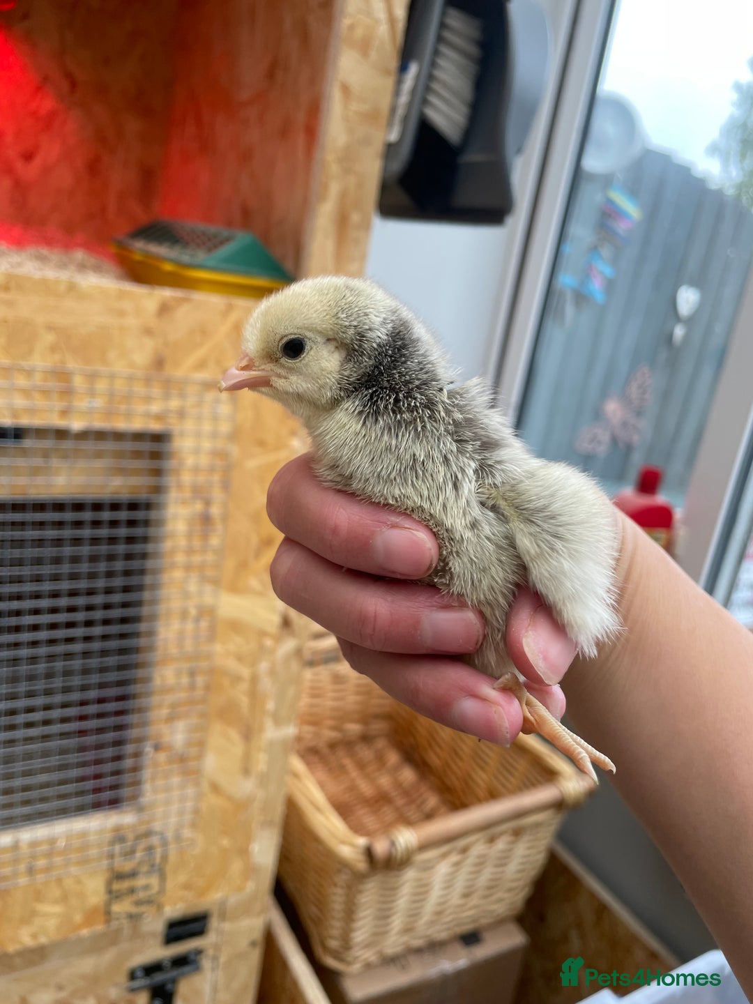 Chickens poultry for sale: Wyandottes, orpingtons - Image 3