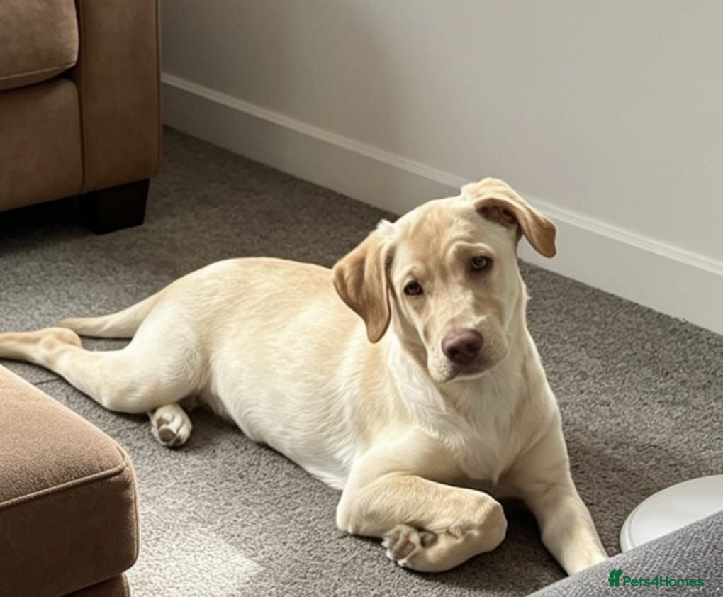 Labrador Retriever dogs 5 month old beautiful male Labrador for sale - Advert 3