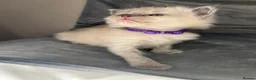 Ragdoll cats for sale: Beautiful mink ragdoll kittens  - Advert 23