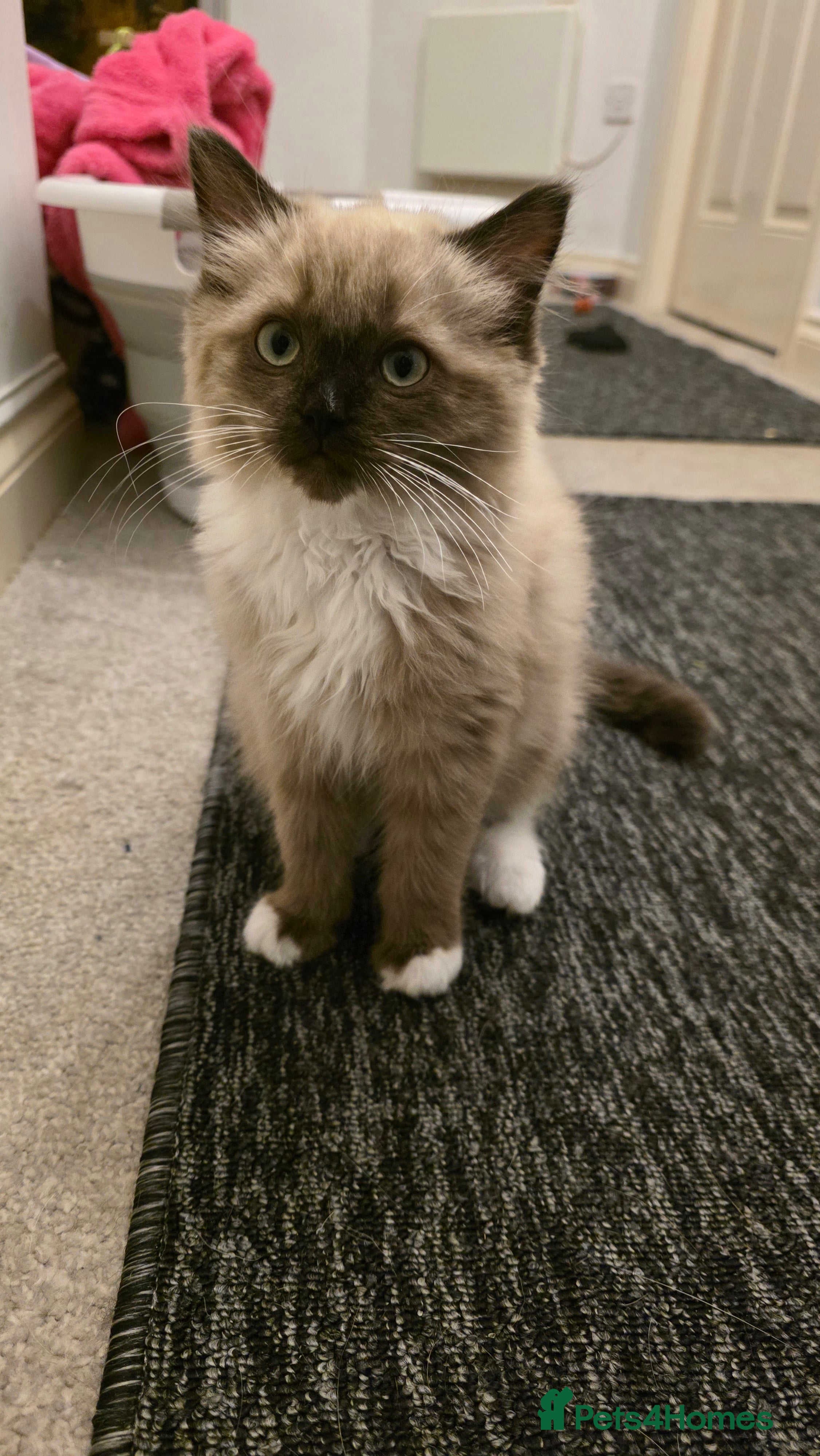 Ragdoll cats Stunning Mink Ragdoll - Advert 1