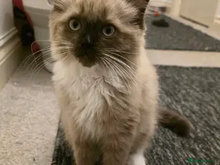 Ragdoll cats Stunning Mink Ragdoll - Advert 1