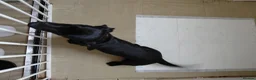 Doxiepoo dogs for sale: 6 month old pup - Advert 3