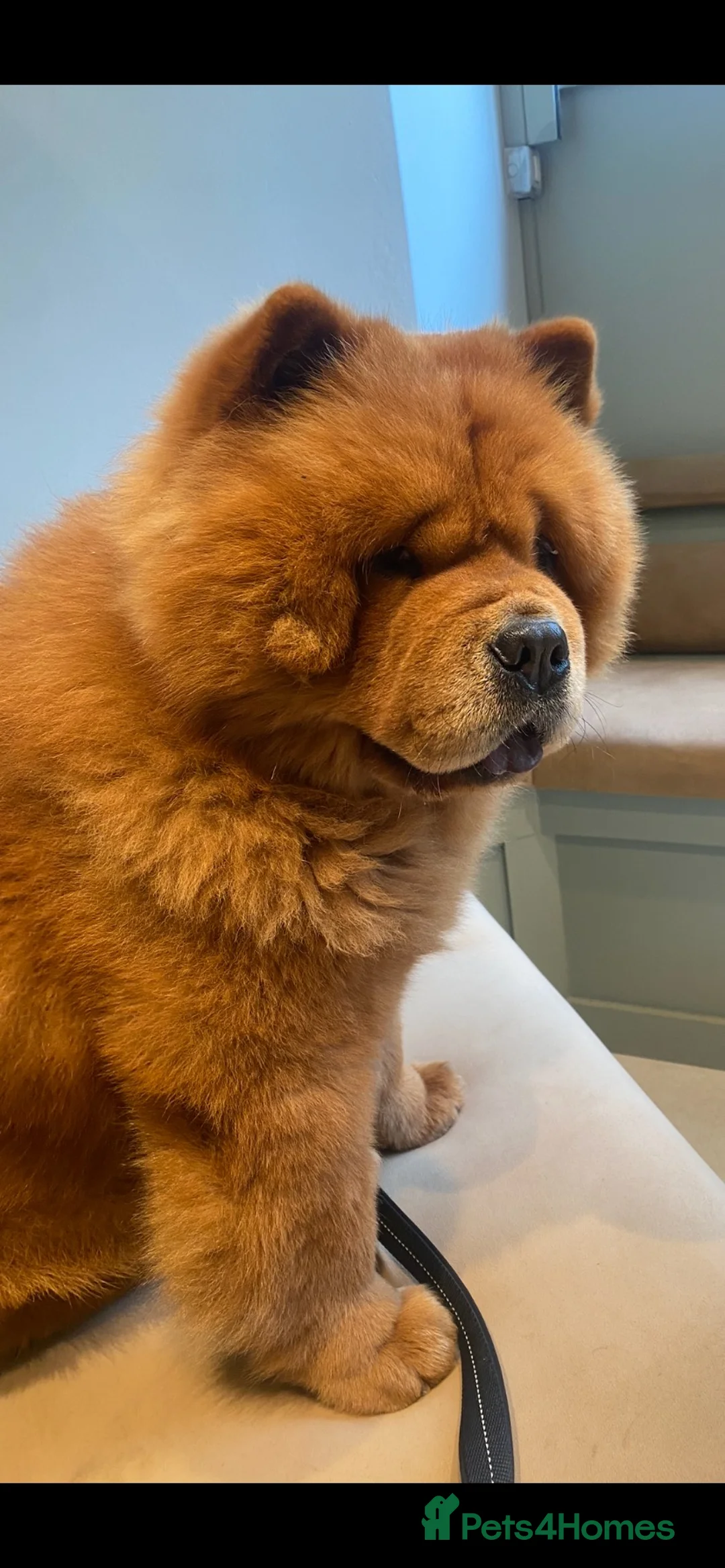 Chow Chow dogs for stud: Hesh  in Liverpool - Advert 7